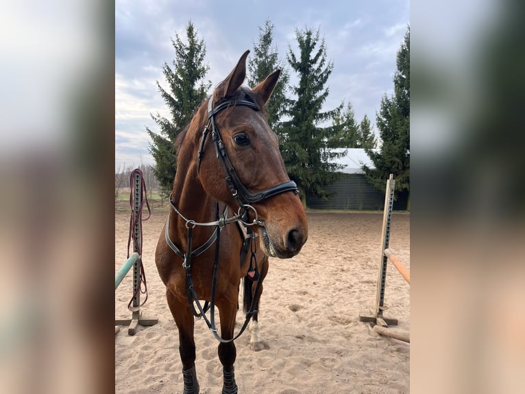 Pools sportpaard Ruin 7 Jaar 172 cm Donkerbruin in Machnice