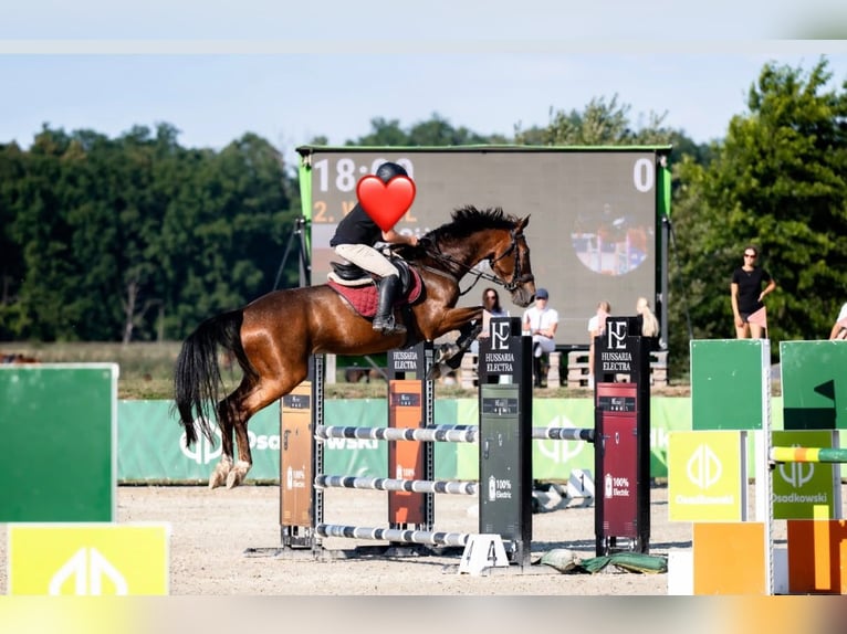 Pools sportpaard Ruin 7 Jaar 172 cm Donkerbruin in Machnice