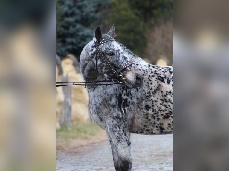 Pools sportpaard Ruin 8 Jaar 162 cm Appaloosa in Santok