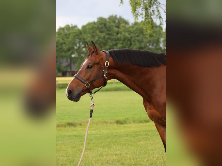 Pools sportpaard Ruin 8 Jaar 168 cm Roodbruin in Quincampoix