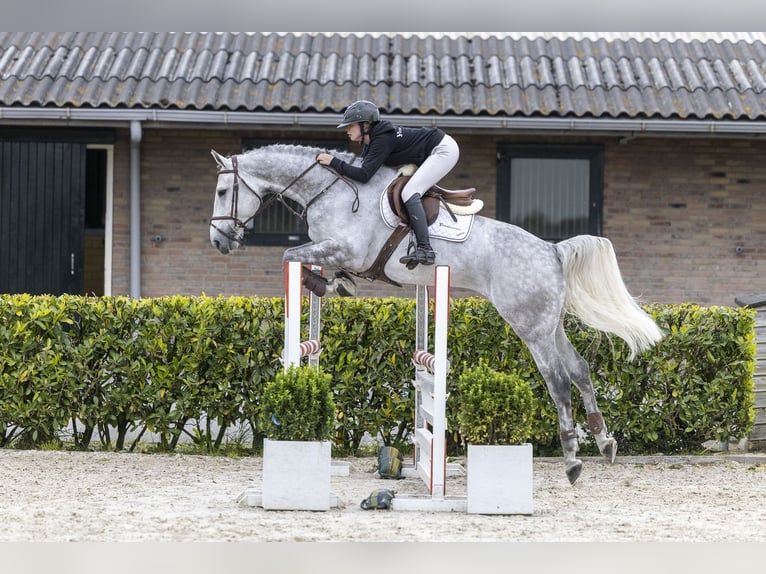 Pools sportpaard Ruin 8 Jaar 169 cm Schimmel in Waddinxveen
