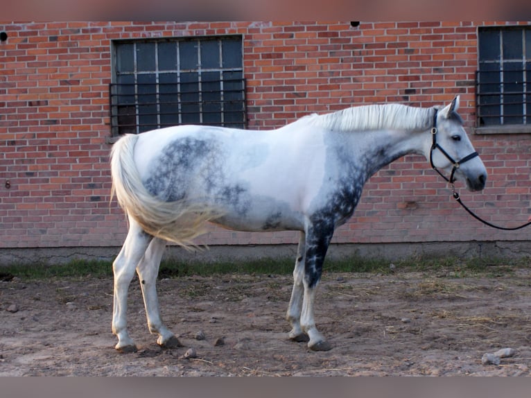 Pools warmbloed Hengst 12 Jaar 176 cm Gevlekt-paard in Błaszki