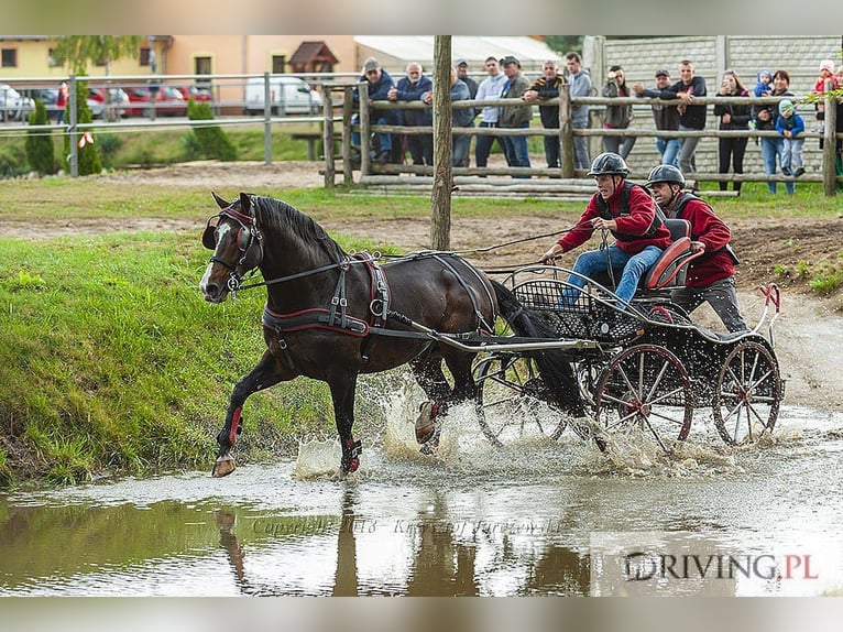 Pools warmbloed Hengst 13 Jaar 166 cm Donkerbruin in Kalinowa