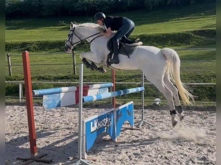 Pools warmbloed Hengst 14 Jaar 169 cm Wit in &#x17D;d&#xED;rec nad Doubravou