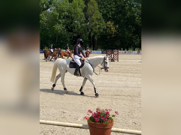 Pools warmbloed Hengst 14 Jaar 169 cm Wit in &#x17D;d&#xED;rec nad Doubravou