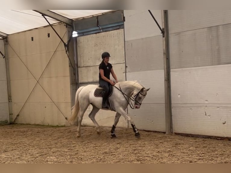 Pools warmbloed Hengst 14 Jaar 169 cm Wit in &#x17D;d&#xED;rec nad Doubravou