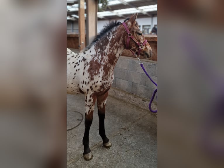 Pools warmbloed Mix Hengst 1 Jaar 133 cm in Neulingen