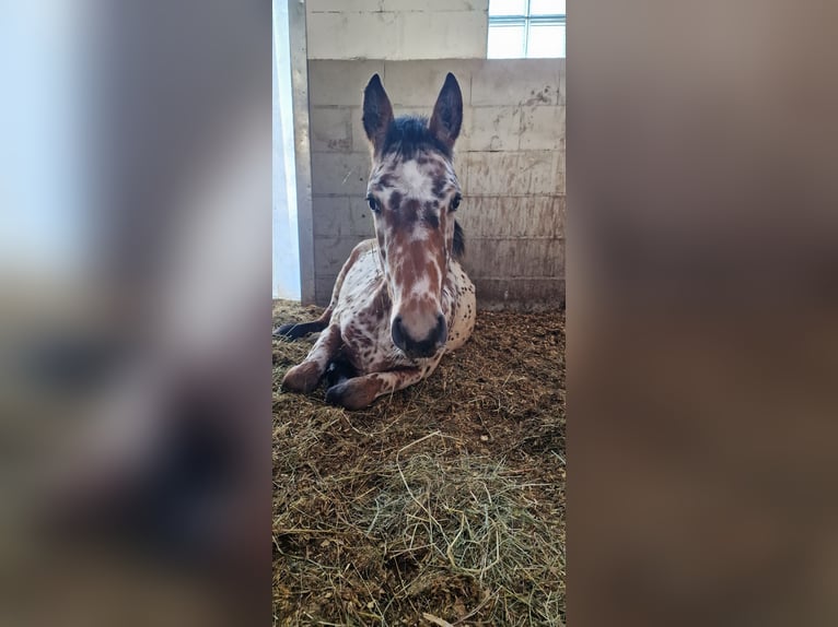 Pools warmbloed Mix Hengst 1 Jaar 133 cm in Neulingen