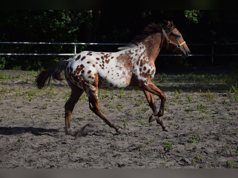 Pools warmbloed Hengst 1 Jaar 163 cm Appaloosa in Chelmno