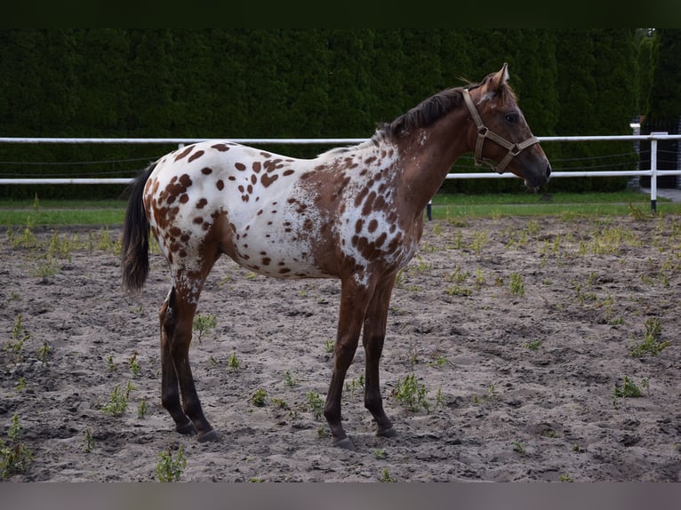 Pools warmbloed Hengst 1 Jaar 163 cm Appaloosa in Chelmno