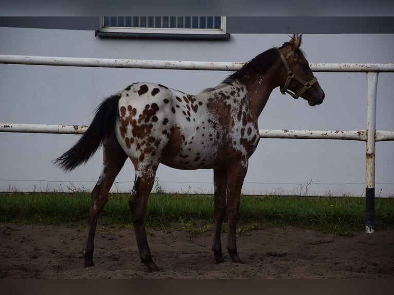 Pools warmbloed Hengst 1 Jaar 163 cm Appaloosa in Chelmno