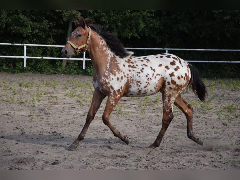 Pools warmbloed Hengst 1 Jaar 163 cm Appaloosa in Chelmno