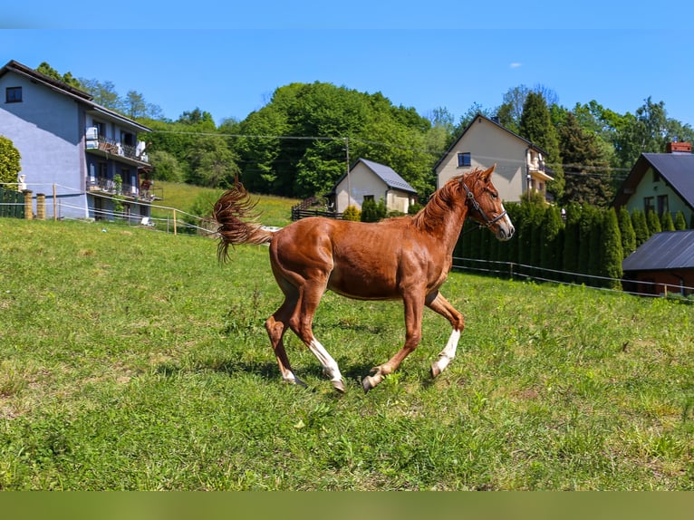 Pools warmbloed Hengst 1 Jaar Vos in Dąbrowa