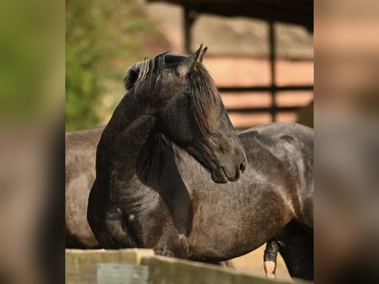 Pools warmbloed Mix Hengst 2 Jaar 165 cm Schimmel in Wielkopolska