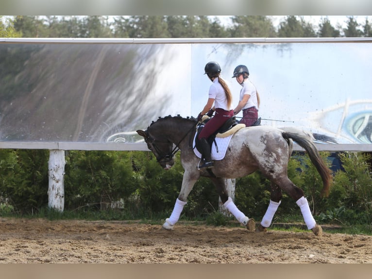 Pools warmbloed Hengst 4 Jaar 165 cm Appaloosa in Szemud