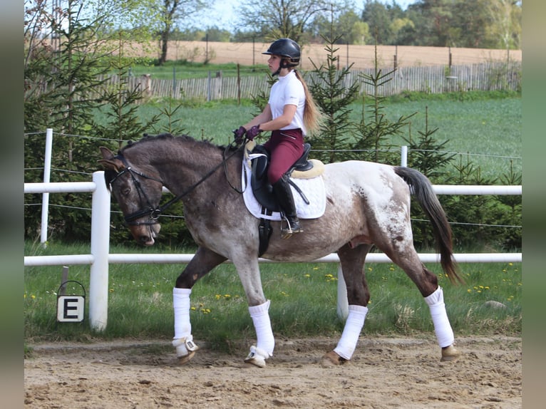 Pools warmbloed Hengst 4 Jaar 165 cm Appaloosa in Szemud