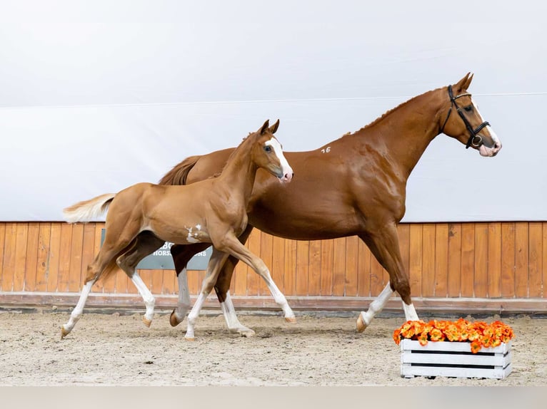 Pools warmbloed Hengst Veulen (04/2025) in Babor&#xF3;wko