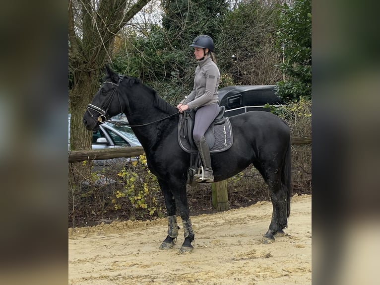 Pools warmbloed Merrie 10 Jaar 160 cm Zwart in Oberhausen