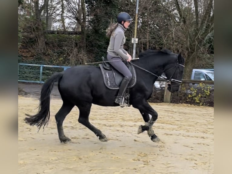 Pools warmbloed Merrie 10 Jaar 160 cm Zwart in Oberhausen