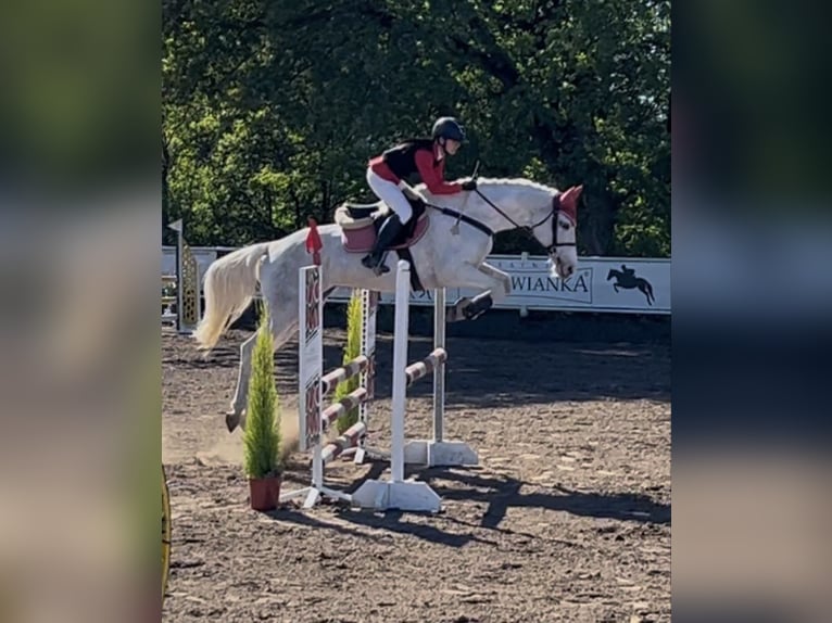 Pools warmbloed Merrie 10 Jaar 165 cm Gevlekt-paard in Anielin