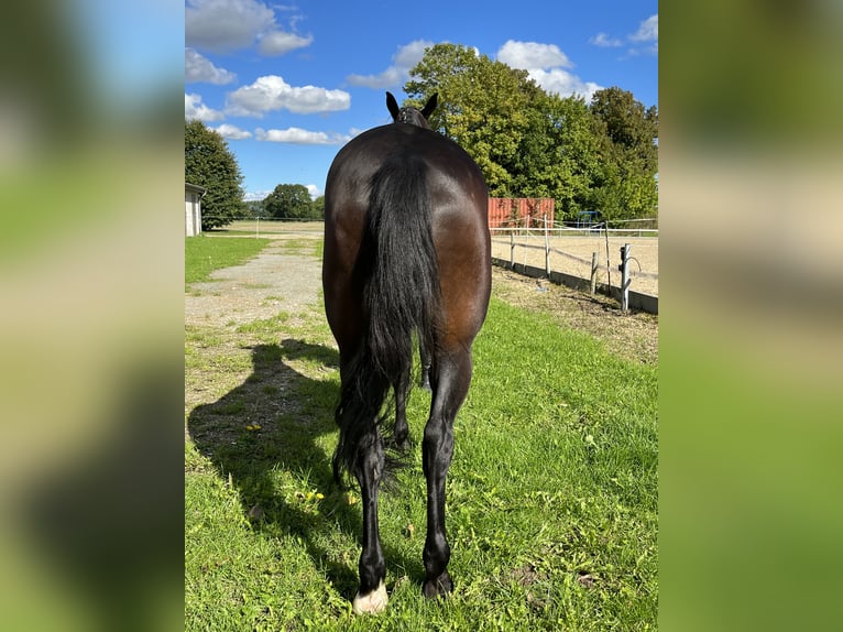 Pools warmbloed Merrie 10 Jaar 168 cm Donkerbruin in Papenhagen