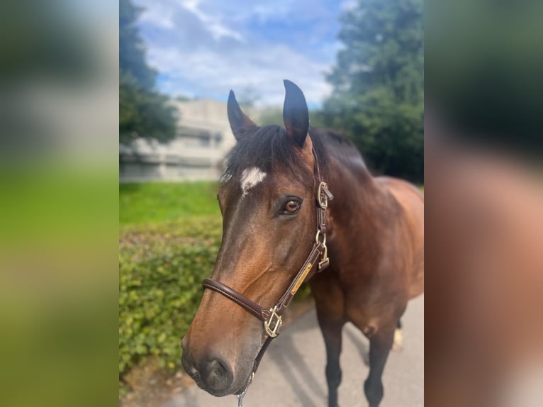 Pools warmbloed Merrie 11 Jaar 150 cm Bruin in Dietikon