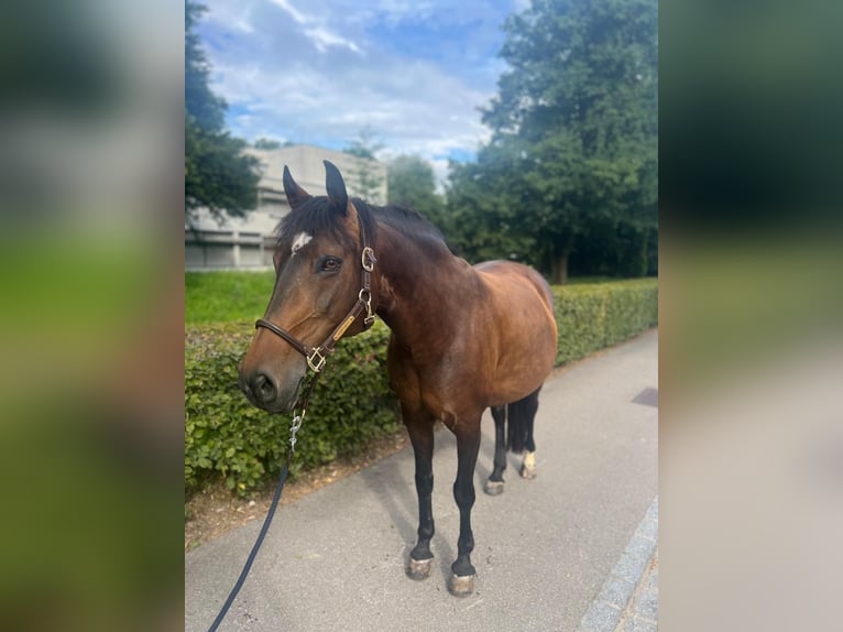 Pools warmbloed Merrie 11 Jaar 150 cm Bruin in Dietikon