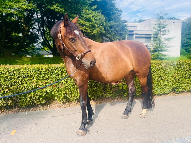 Pools warmbloed Merrie 11 Jaar 150 cm Bruin in Dietikon