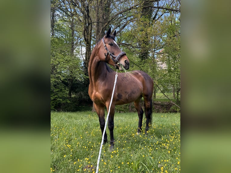 Pools warmbloed Merrie 11 Jaar 159 cm Bruin in Kamenz