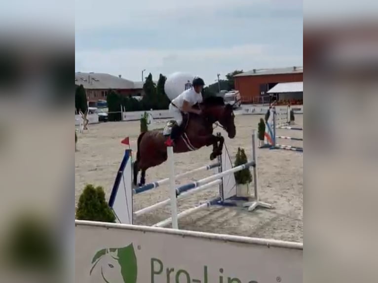 Pools warmbloed Merrie 11 Jaar 165 cm Bruin in Papenhagen