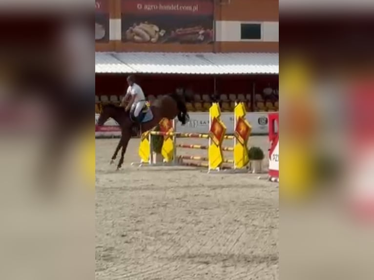 Pools warmbloed Merrie 11 Jaar 165 cm Bruin in Papenhagen