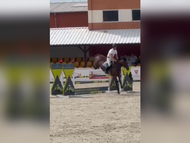 Pools warmbloed Merrie 11 Jaar 165 cm Bruin in Papenhagen