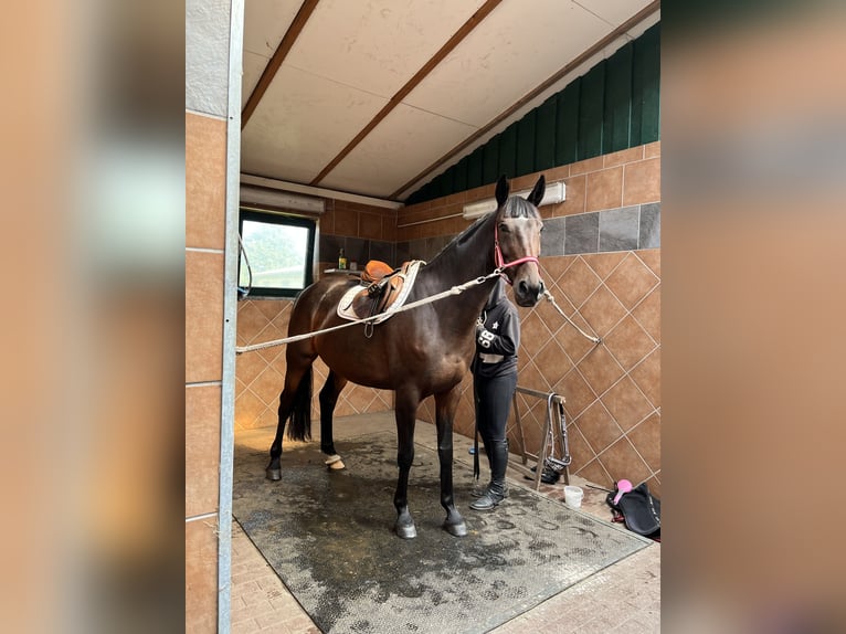 Pools warmbloed Merrie 11 Jaar 168 cm Donkerbruin in Papenhagen