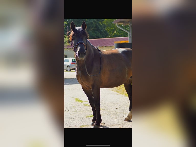 Pools warmbloed Merrie 12 Jaar 155 cm Zwart in Ohrsleben