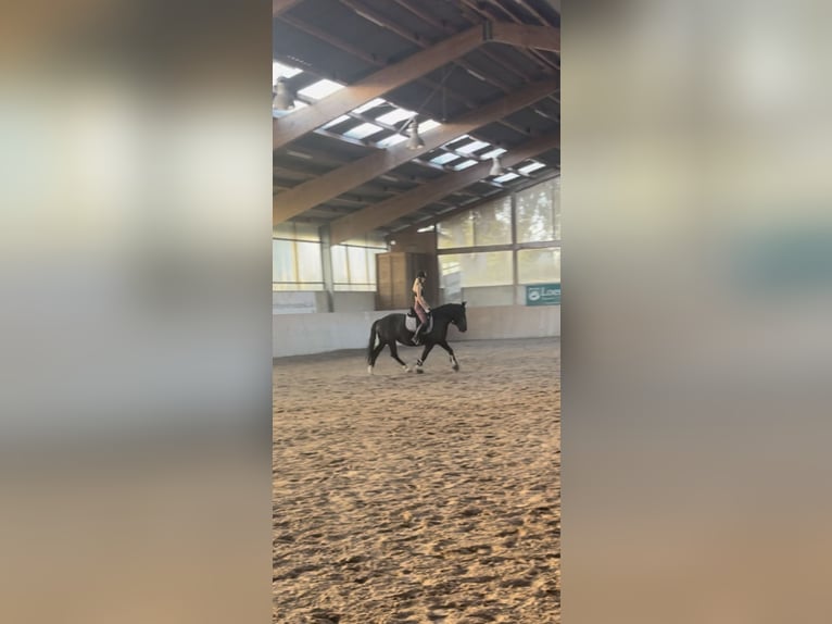 Pools warmbloed Merrie 12 Jaar 155 cm Zwart in Ohrsleben