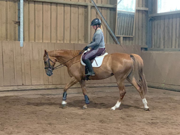 Pools warmbloed Merrie 12 Jaar 163 cm Vos in Neumarkt in der Oberpfalz