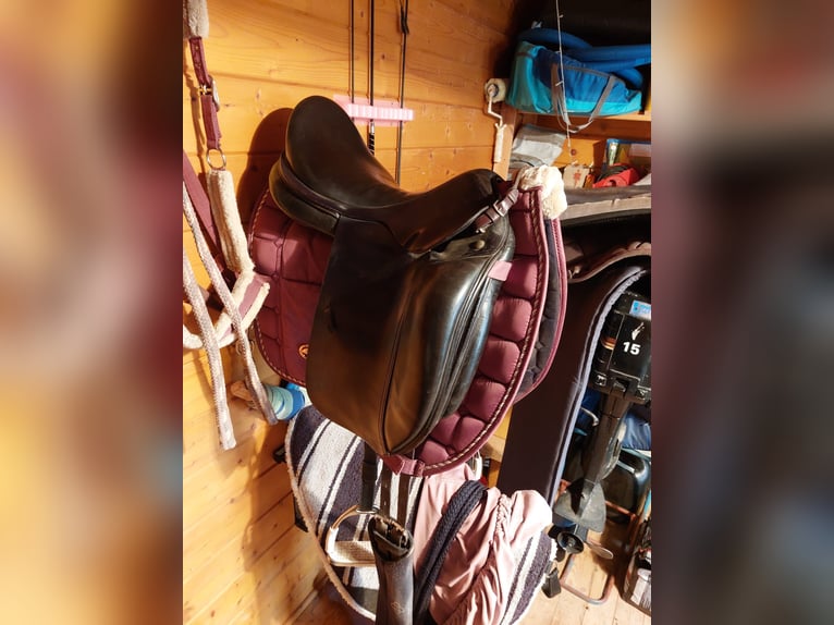 Pools warmbloed Merrie 13 Jaar 160 cm Vos in Neuhausen Spree