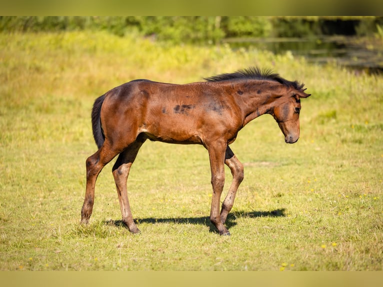 Pools warmbloed Merrie 14 Jaar 168 cm Vos in Wierzchucice