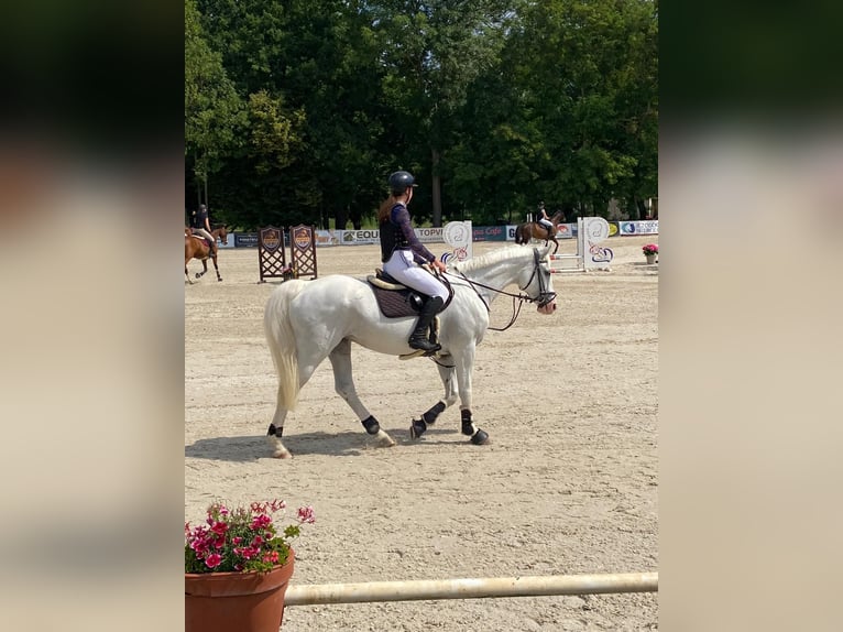 Pools warmbloed Merrie 14 Jaar 169 cm Wit in &#x10C;esk&#xE1; Republika, Kol&#xED;n
