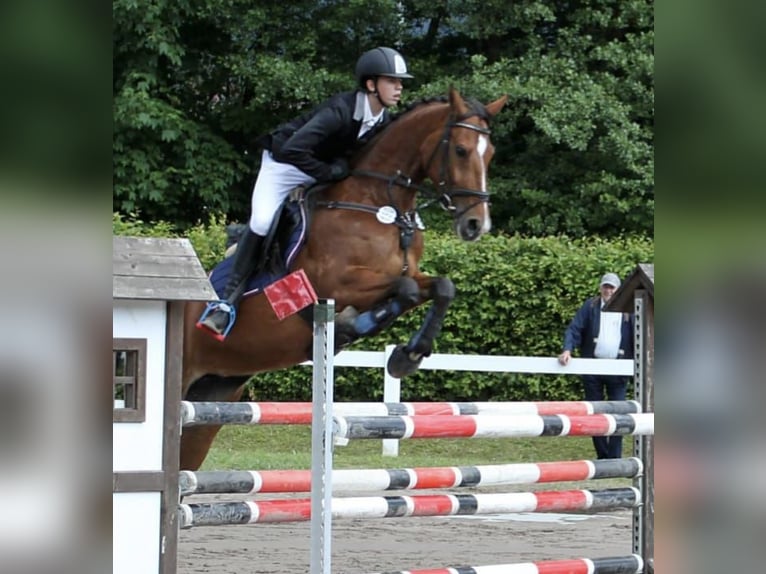 Pools warmbloed Merrie 16 Jaar 165 cm Bruin in Bad K&#xF6;nig