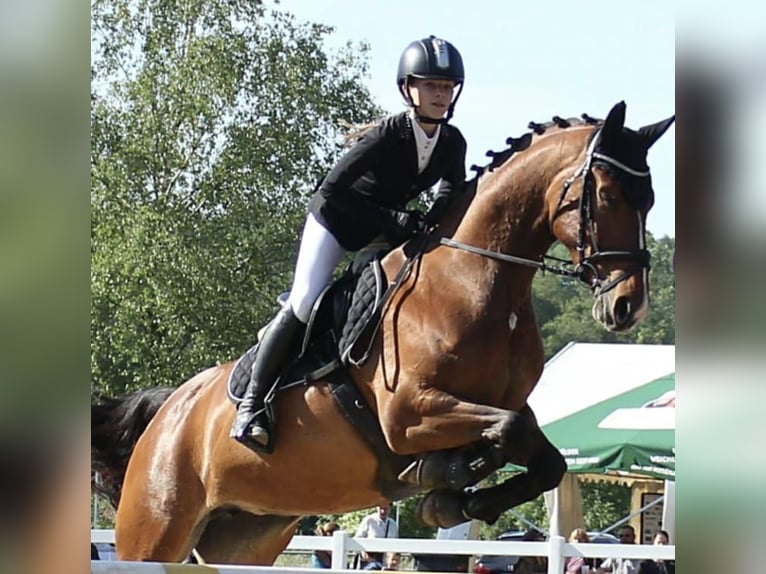 Pools warmbloed Merrie 16 Jaar 165 cm Bruin in Bad K&#xF6;nig