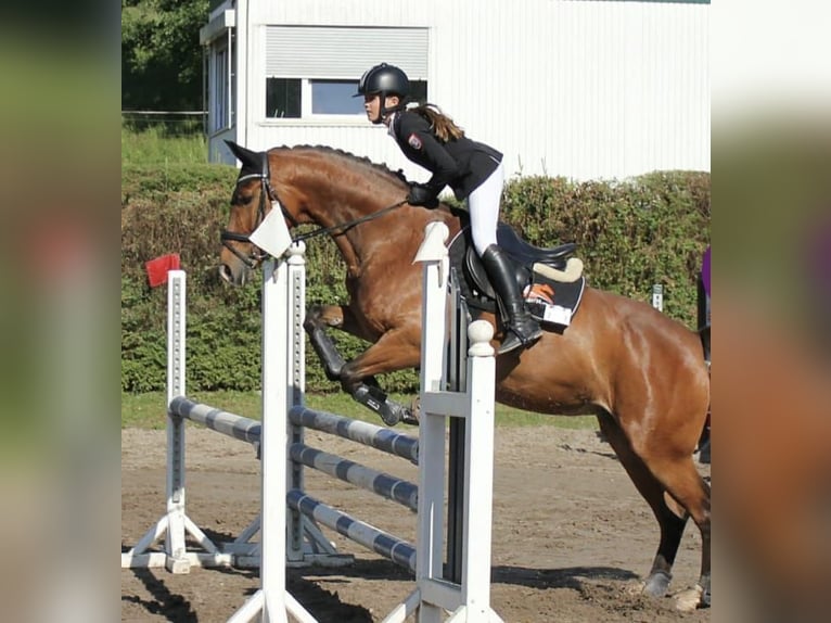 Pools warmbloed Merrie 16 Jaar 165 cm Bruin in Bad K&#xF6;nig