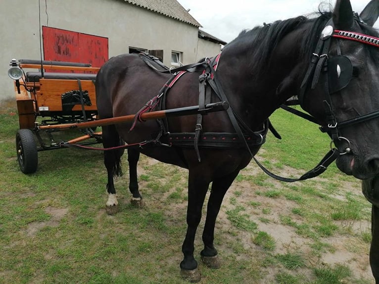 Pools warmbloed Merrie 16 Jaar 165 cm Bruin in Mikorzyn