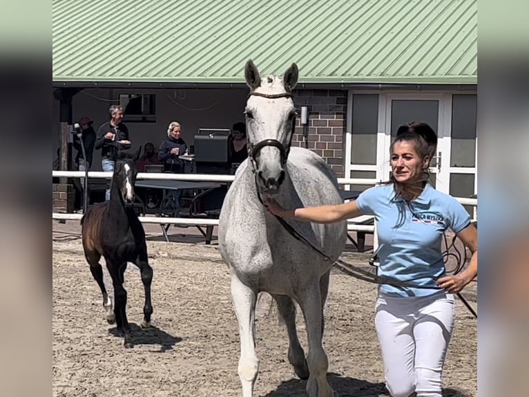 Pools warmbloed Merrie 17 Jaar 166 cm Schimmel in Papenhagen