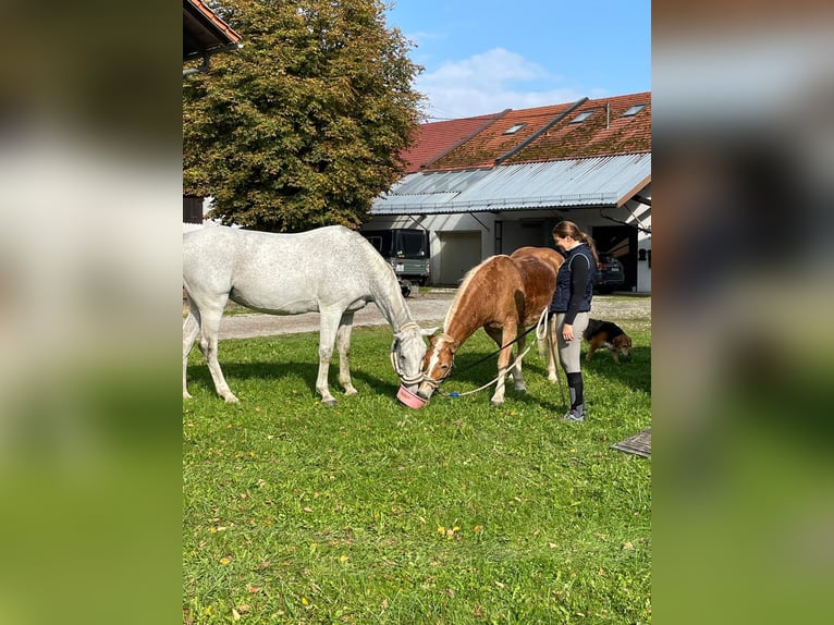 Pools warmbloed Merrie 17 Jaar 168 cm Schimmel in Die&#xDF;en am Ammersee