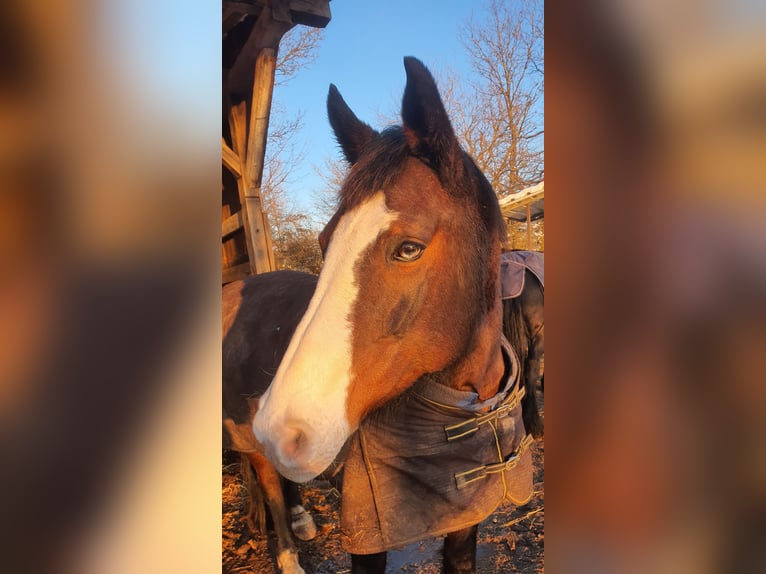 Pools warmbloed Merrie 19 Jaar 157 cm Bruin in Wertheim, Nassig