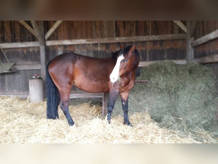 Pools warmbloed Merrie 19 Jaar 157 cm Bruin in Wertheim, Nassig