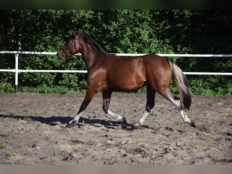 Pools warmbloed Merrie 2 Jaar 153 cm Gevlekt-paard in Chelmno
