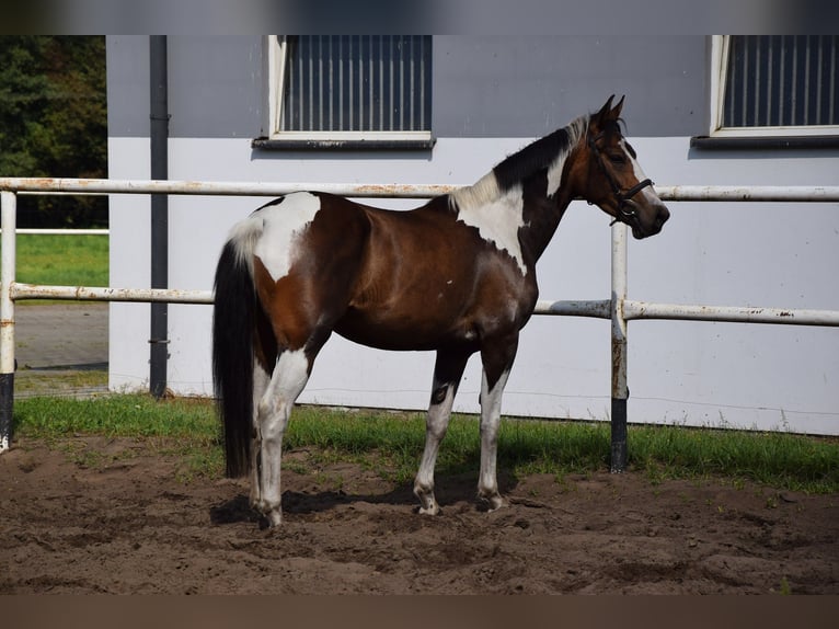 Pools warmbloed Merrie 3 Jaar 157 cm Gevlekt-paard in Che&#x142;mno