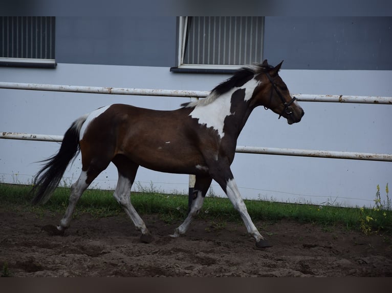 Pools warmbloed Merrie 3 Jaar 157 cm Gevlekt-paard in Che&#x142;mno